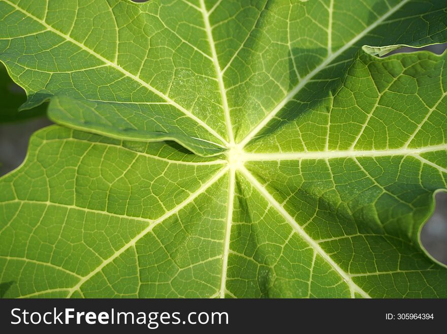 Fresh Green Leaf Spine Background. Papaya Leaves, Galangal. Natural Background Concept