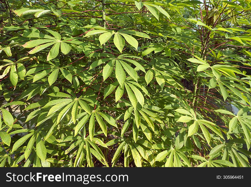 Background of cassava leaves with beautiful texture, cassava leaves for cooking as a vegetable or for fresh vegetables