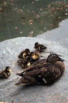Ducklings Royalty Free Stock Images Ducklings Royalty Free Stock Images