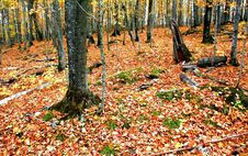 Forest In Autumn Royalty Free Stock Photos
