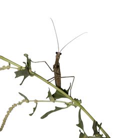 Mantis Royalty Free Stock Images
