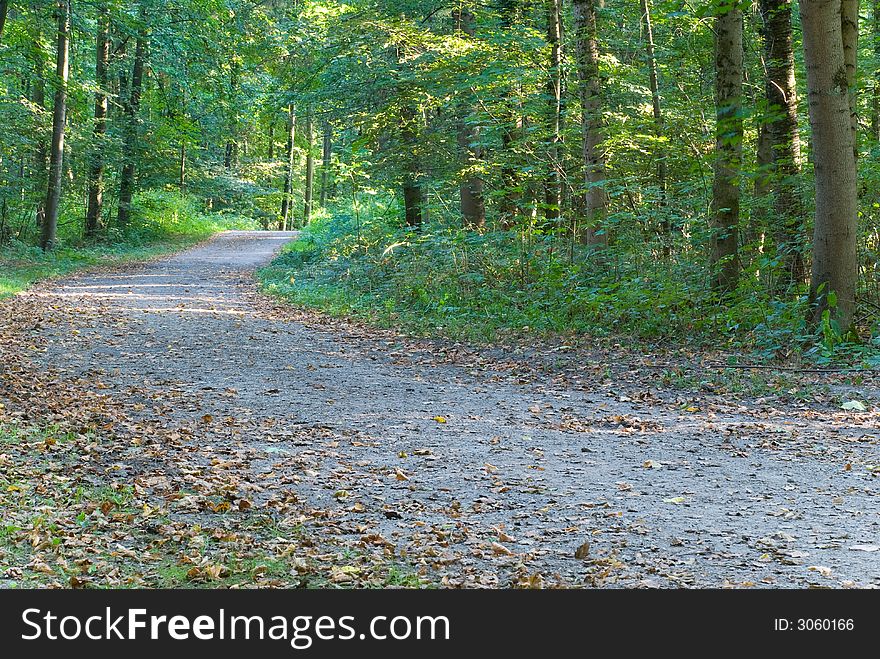 Footpath in the park/forest.