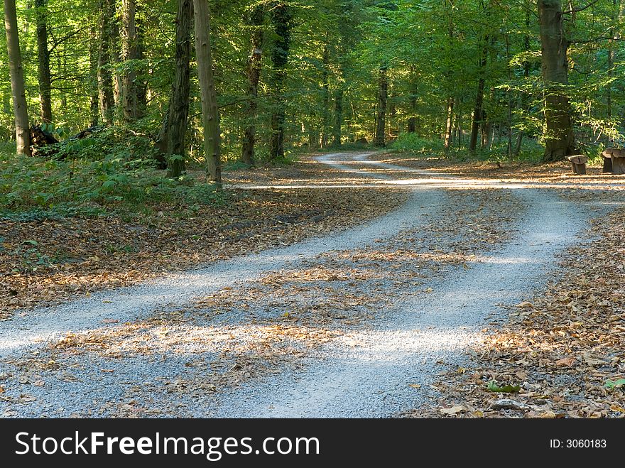 Footpath In The Park/forest