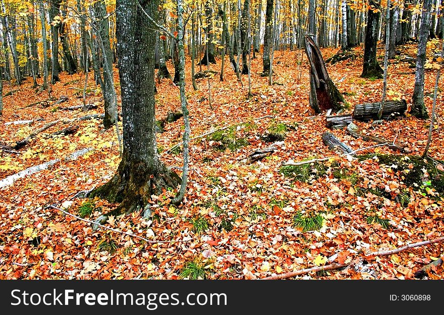Fallen leaves during autumn time in a forest. Fallen leaves during autumn time in a forest