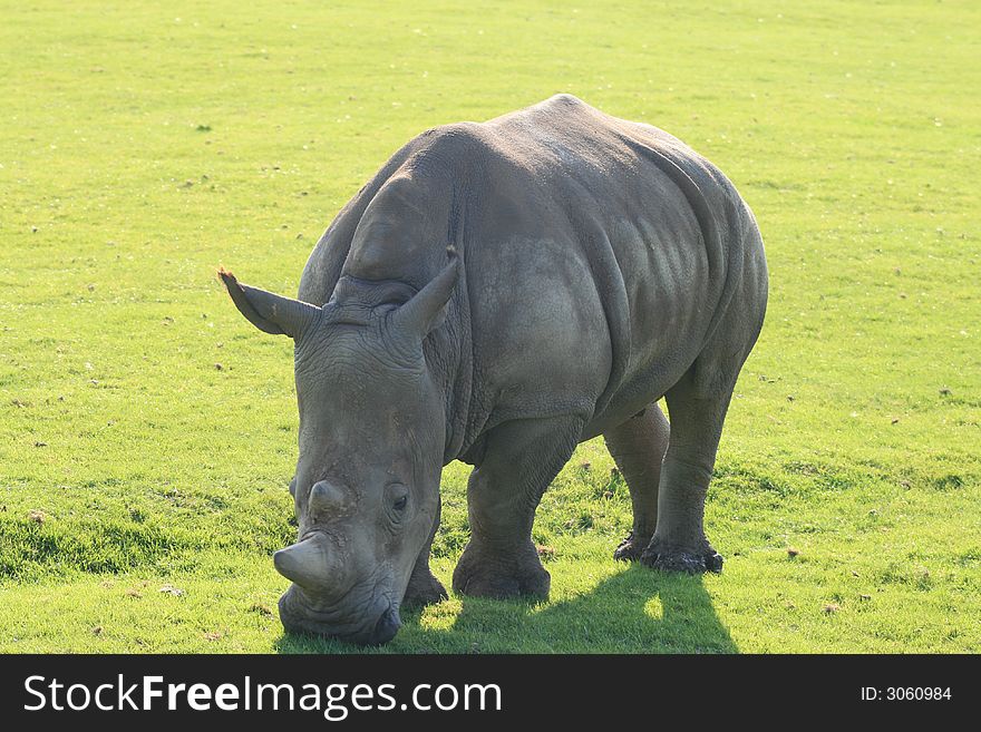 Big white rhino feeding and grazing on grass on a bright shiny day