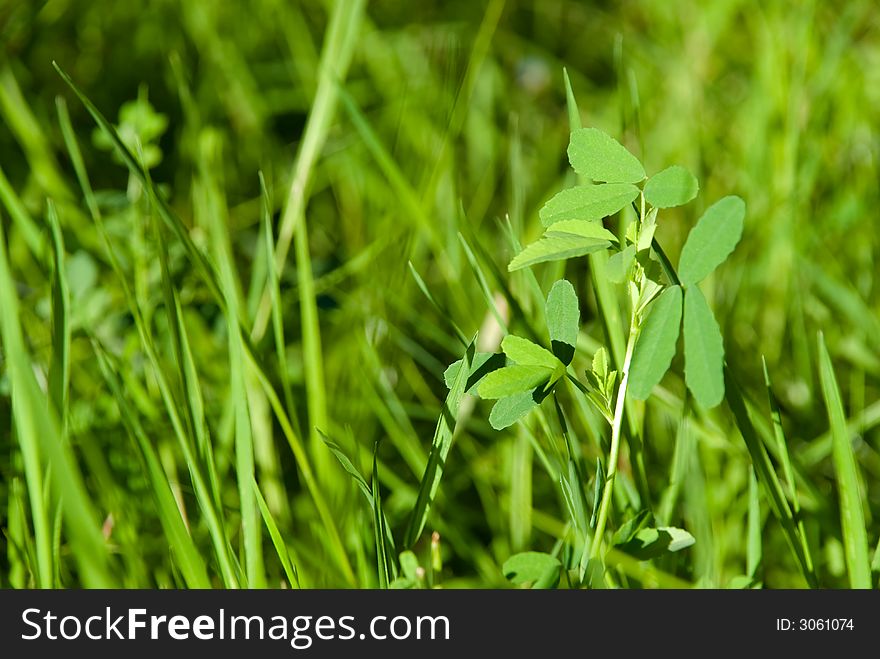 A beautiful ,cultivated garden with plants,roses and grass.