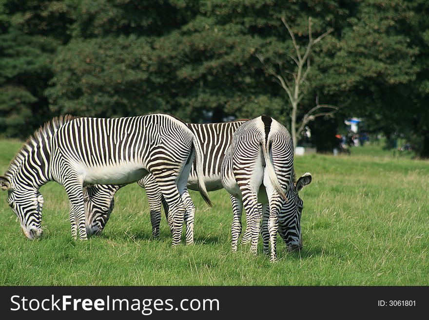 Three beautiful zebras eating, grazing on grass outside a nice bright day,