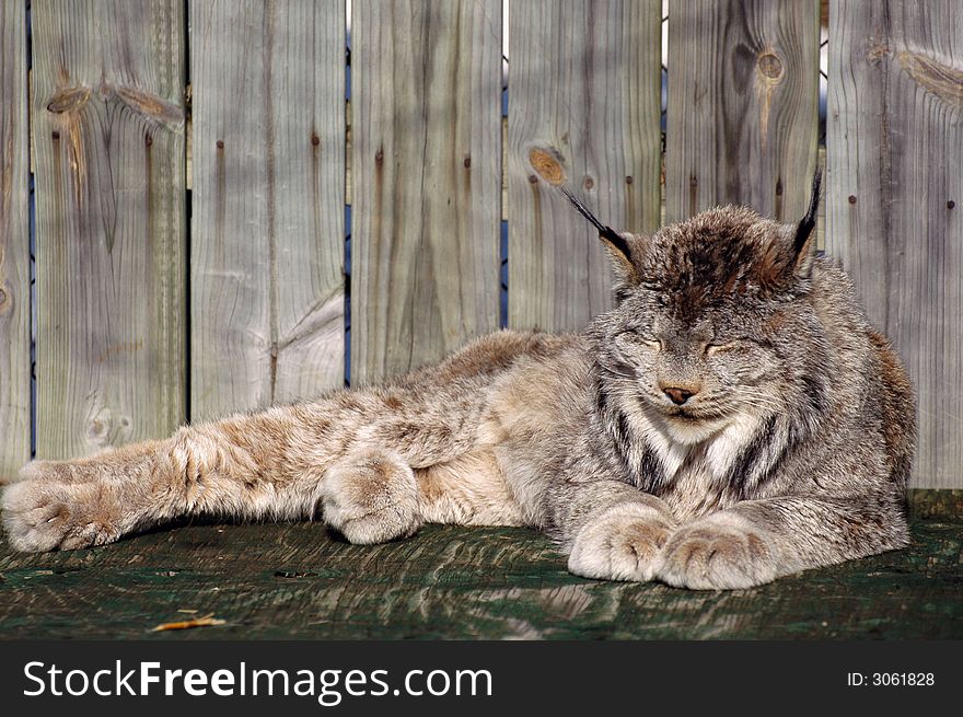 Lynx Sleeping on a bench in the ecomusuem. Lynx Sleeping on a bench in the ecomusuem