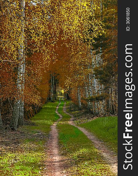 A forest path with colorful leaves