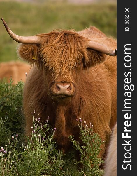 Portrait of a cute and hairy Scottish Highland cow. Portrait of a cute and hairy Scottish Highland cow