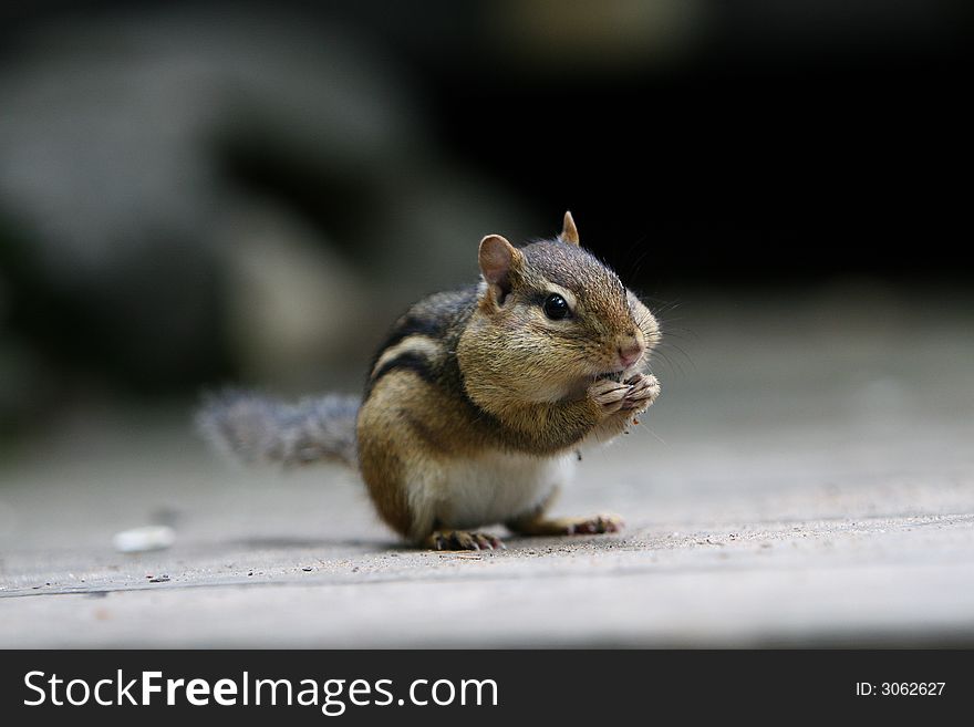 Chipmunk sitting on a rock eating sunflower seeds. Chipmunk sitting on a rock eating sunflower seeds