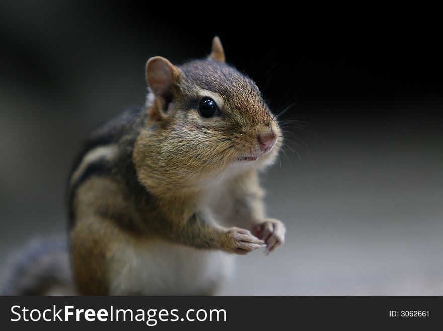 Chipmunk sitting on a rock eating sunflower seeds. Chipmunk sitting on a rock eating sunflower seeds