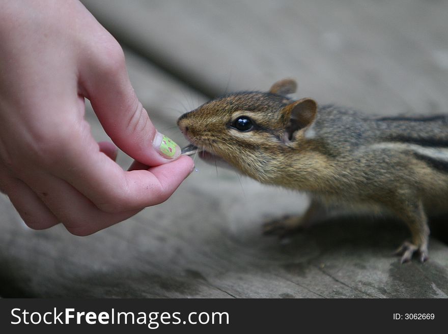 Chipmunk eating food from a child. Chipmunk eating food from a child