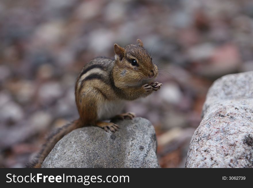 Chipmunk sitting on a rock eating sunflower seeds. Chipmunk sitting on a rock eating sunflower seeds