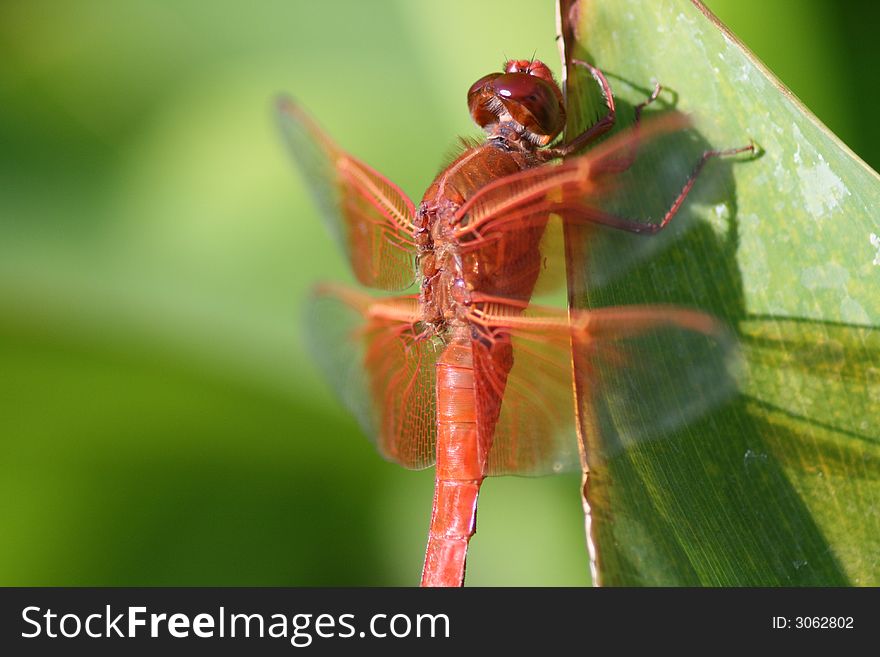 Closeup of a Red Skinner Dragonfly holding on to a ginger leaf. Closeup of a Red Skinner Dragonfly holding on to a ginger leaf.
