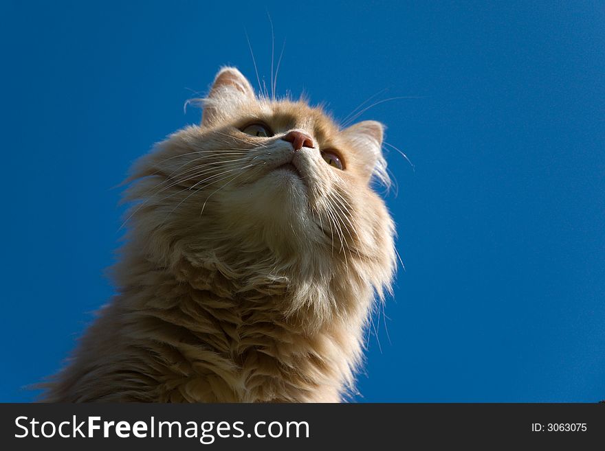Cat with blue sky background. Cat with blue sky background