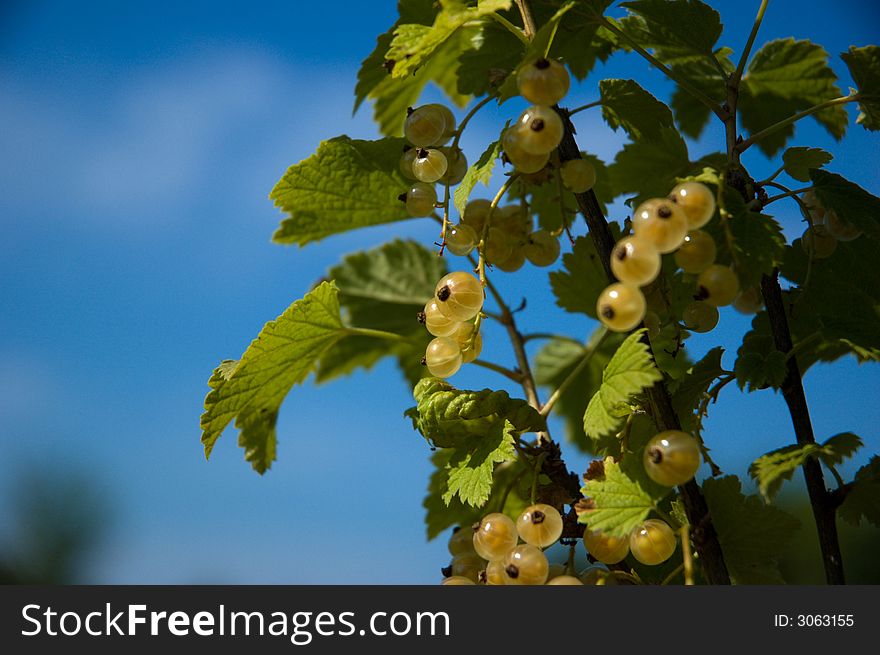 White currant bush with blue sky background. White currant bush with blue sky background