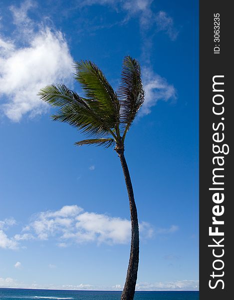 Palm tree in tropical location on blue sky background