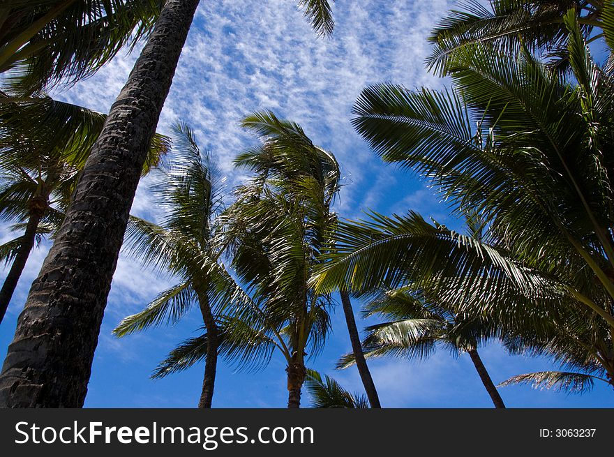 Palm tree in tropical location on blue sky background. Palm tree in tropical location on blue sky background