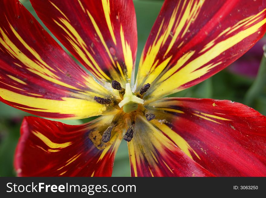 Close up of inside of a red tulip