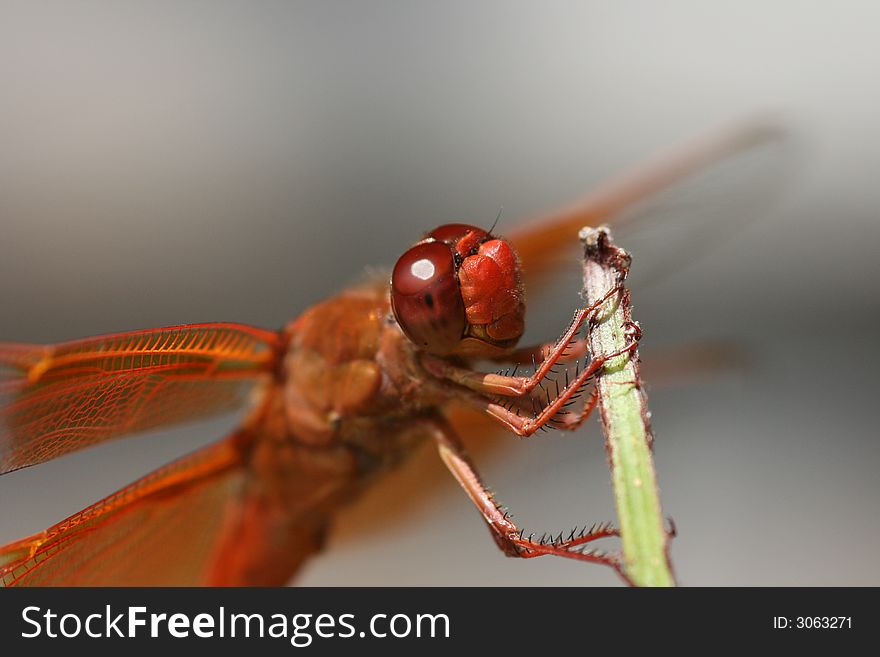 Closeup of a Red Skinner Dragonfly smiling for his picture. Closeup of a Red Skinner Dragonfly smiling for his picture.