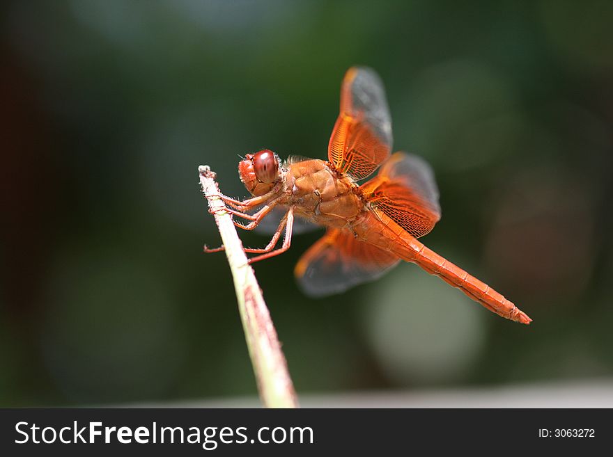 Red Skimmer Dragonfly on palm frond showing its muscles. Red Skimmer Dragonfly on palm frond showing its muscles.