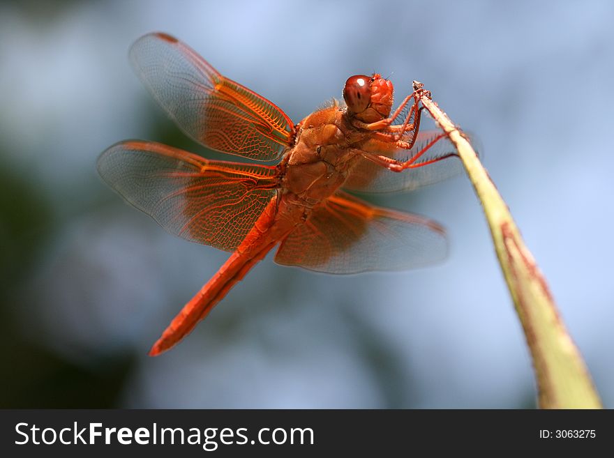 Red Skimmer Dragonfly on palm frond ready for takeoff. Red Skimmer Dragonfly on palm frond ready for takeoff.