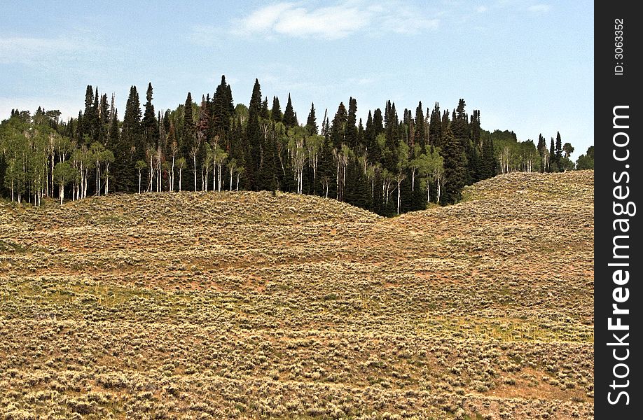 Trees massed together on top of rolling hills of sagebrush and grasses. The picture has an abstract quality about it. The colors are deep greens and oranges. Trees massed together on top of rolling hills of sagebrush and grasses. The picture has an abstract quality about it. The colors are deep greens and oranges.