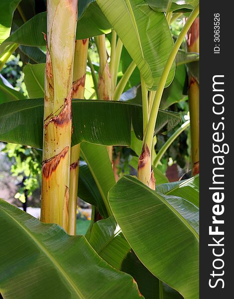 The big trunk and green leaves of a bamboo