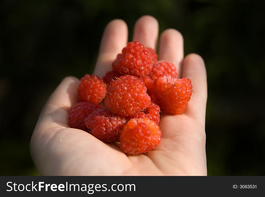 Hand holding appetizing red raspberries. Hand holding appetizing red raspberries