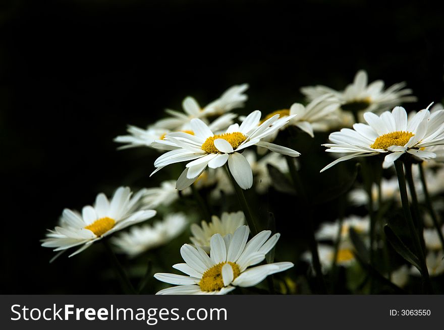 White camomile with black background. White camomile with black background