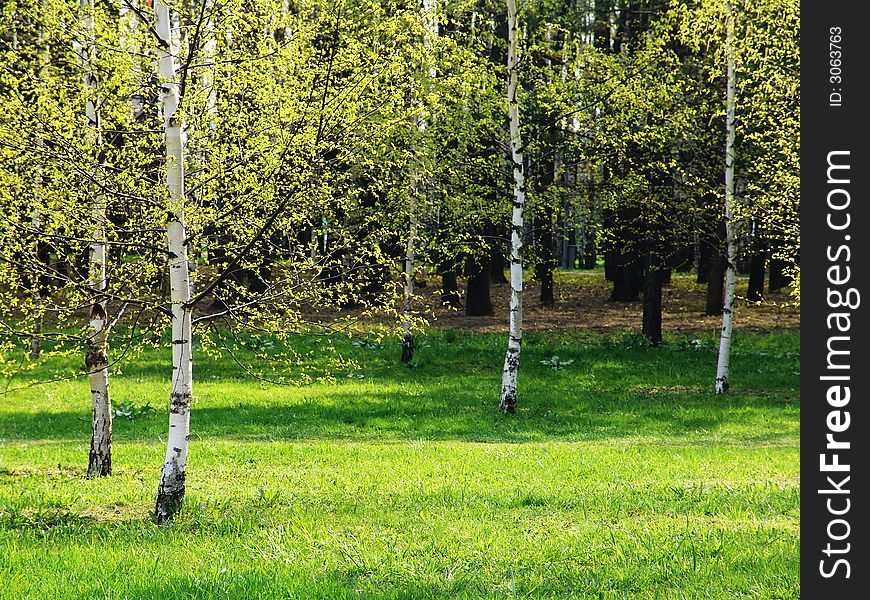 A birch grove with light green foliage and grass. A birch grove with light green foliage and grass