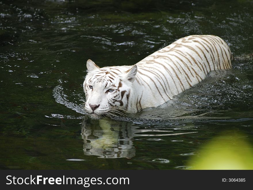 Swimming rare endagnered White Tiger in the Singapore Zoologgical Gardens. Swimming rare endagnered White Tiger in the Singapore Zoologgical Gardens