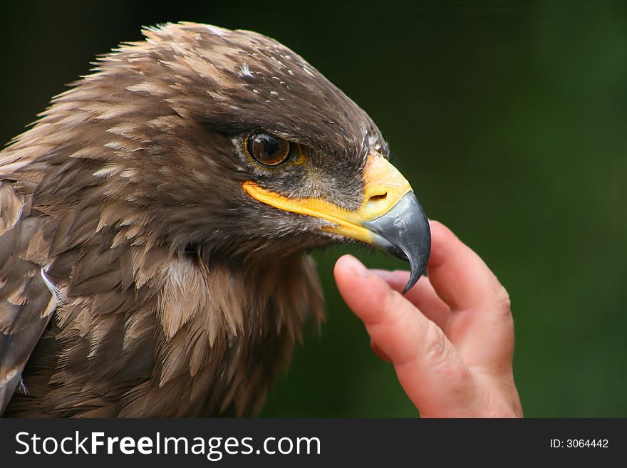 Portrait of brown eagle with training hand. Portrait of brown eagle with training hand