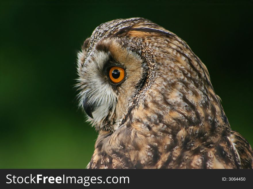 Intent stare of long-eared owl