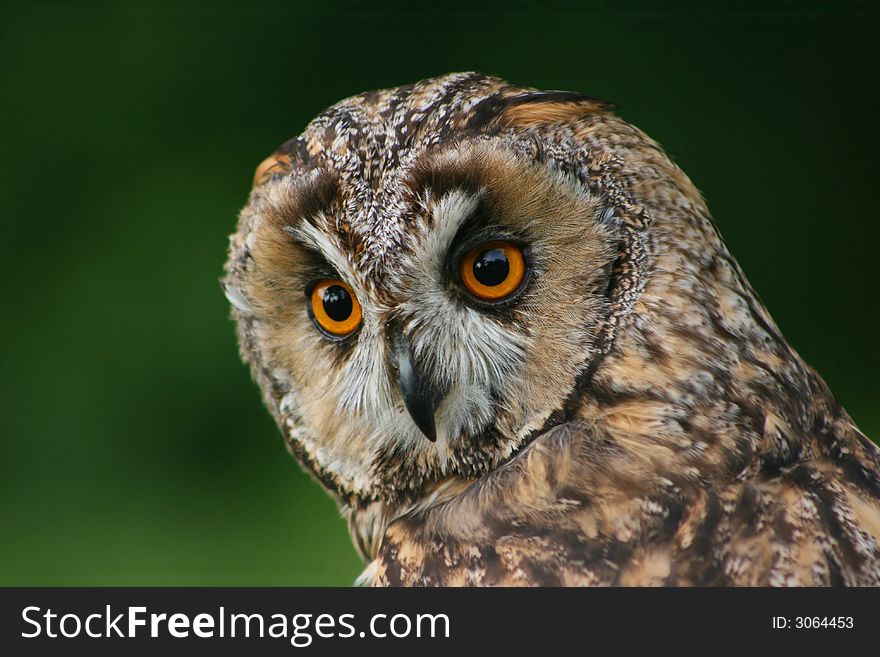 Long-eared owl looking back. Long-eared owl looking back