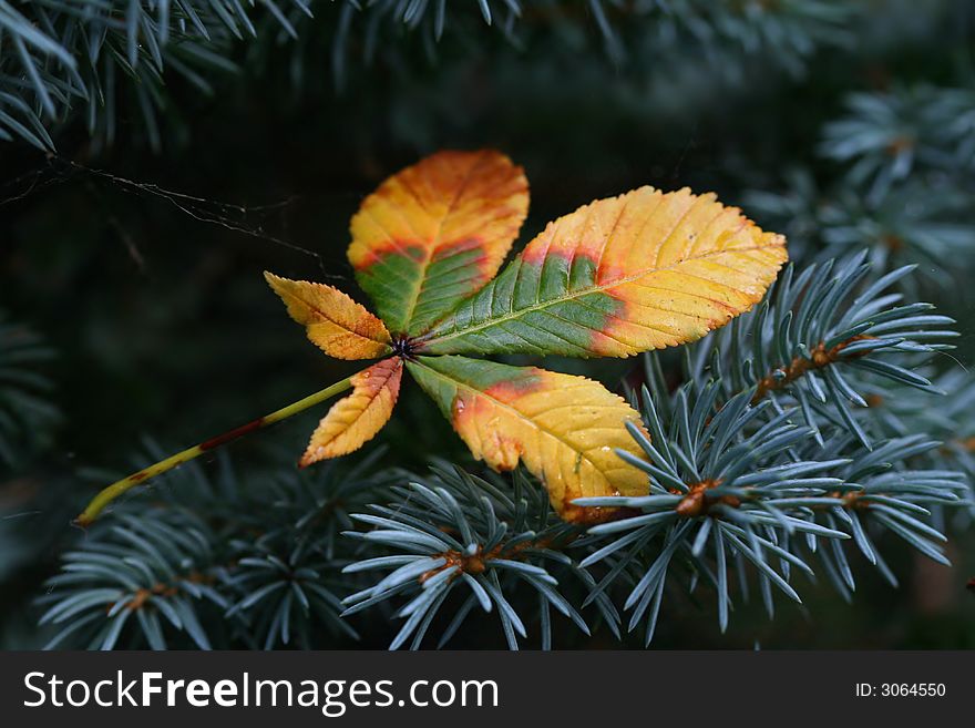 Coloured leaf lying on spruce. Coloured leaf lying on spruce