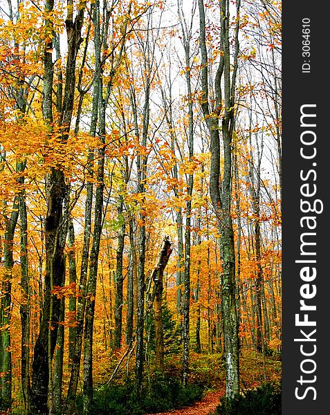 Tall colorful trees in a forest during end of autumn. Tall colorful trees in a forest during end of autumn