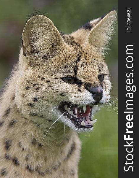 Mid sized african serval snarling. Mid sized african serval snarling