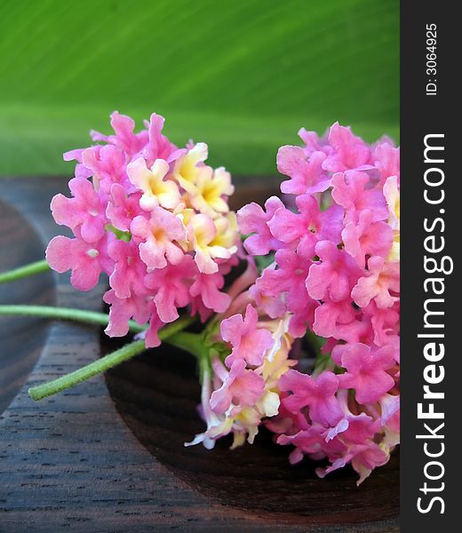 Aromatherapy elements – Pink fragrant Lantana flowers with pebbles presented on wooden dish against green leaf background. Aromatherapy elements – Pink fragrant Lantana flowers with pebbles presented on wooden dish against green leaf background.