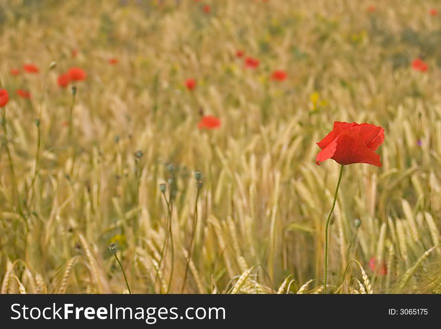 Poppy in the medium of a corn field in summer. Poppy in the medium of a corn field in summer