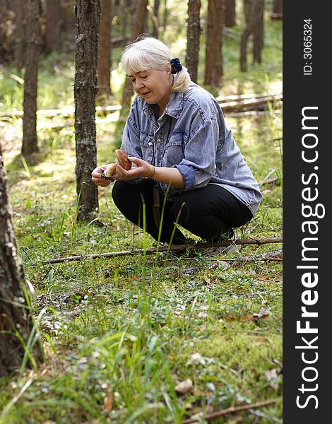 Photo of the woman collecting mushrooms in a pine forest in a sunny day. Photo of the woman collecting mushrooms in a pine forest in a sunny day