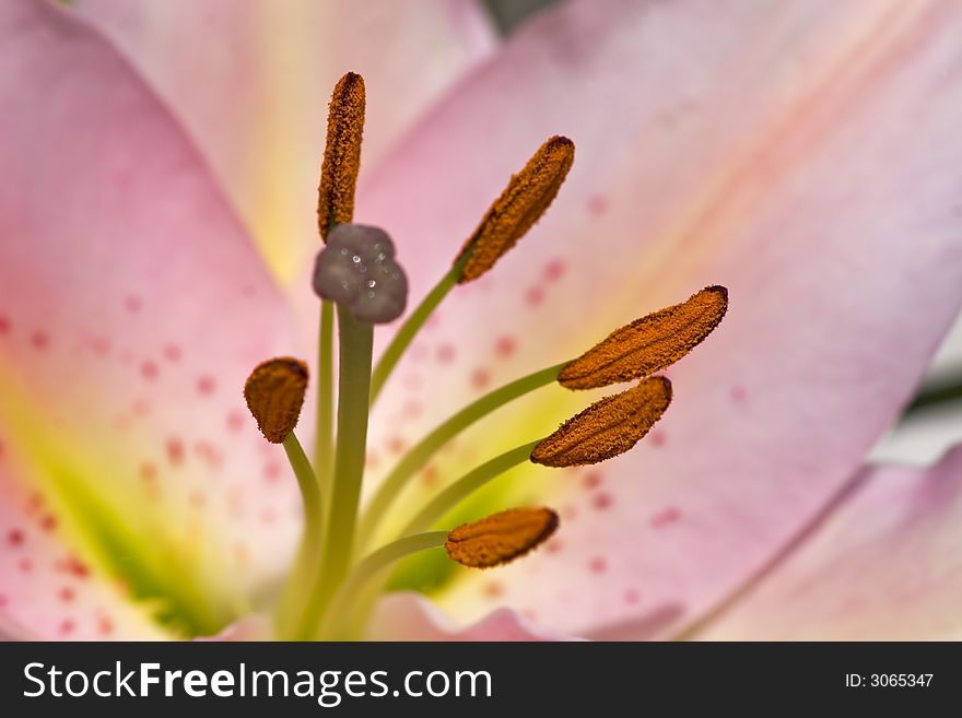Close-up of a flower of lily