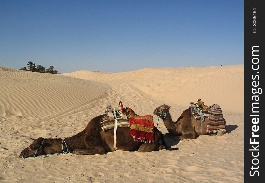 Sleeping camels in Sahara, Tunisia