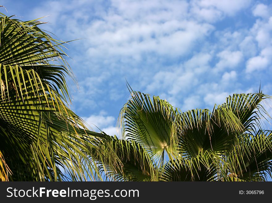 Branches of a palm tree on a background of the sky with clouds