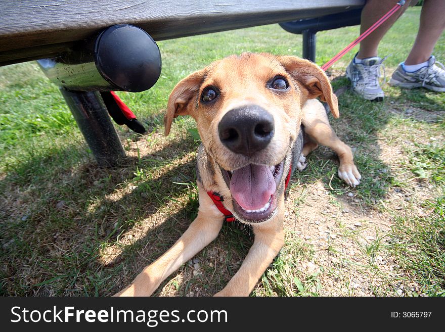 This dog's smile is contagious!. This dog's smile is contagious!
