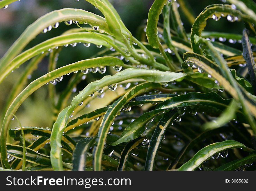 Water drops on green leaves - detail