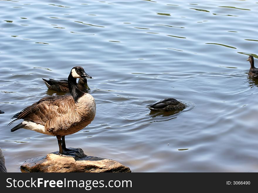 A canadian goose perching on a stone in a lake. A canadian goose perching on a stone in a lake