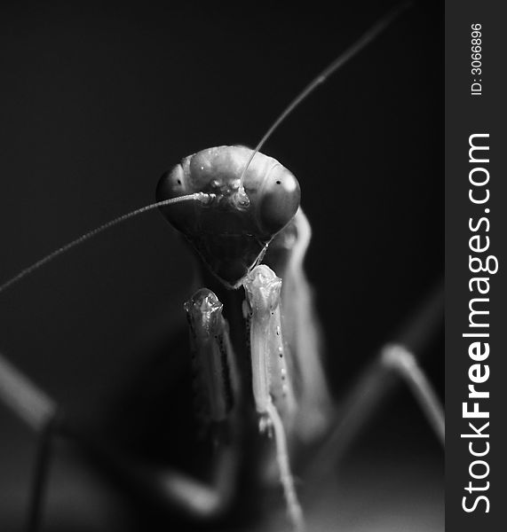 A praying mantis in black and white