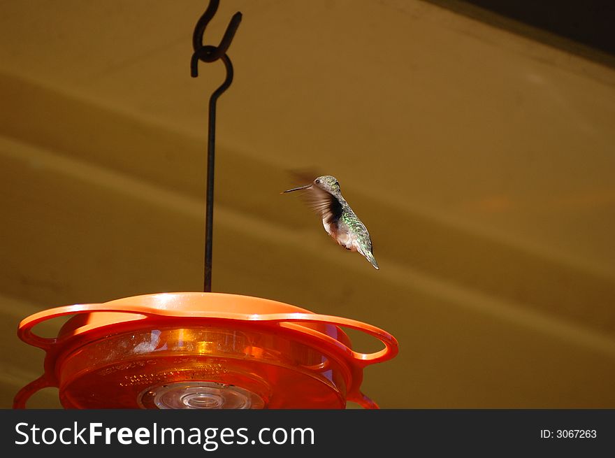 A hummingbird in mid flight at a feeder. A hummingbird in mid flight at a feeder